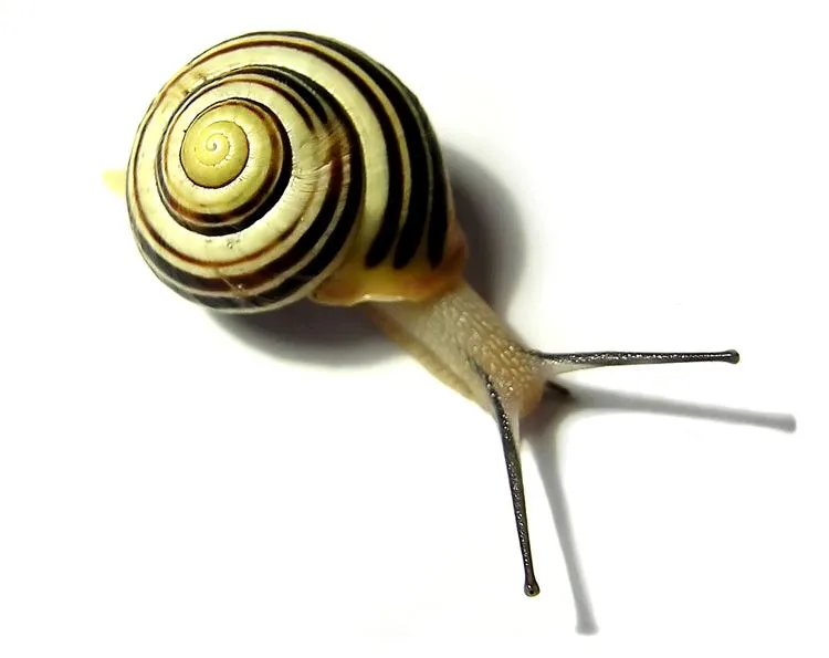 Software Development: Fast and Slow. — illustration 1