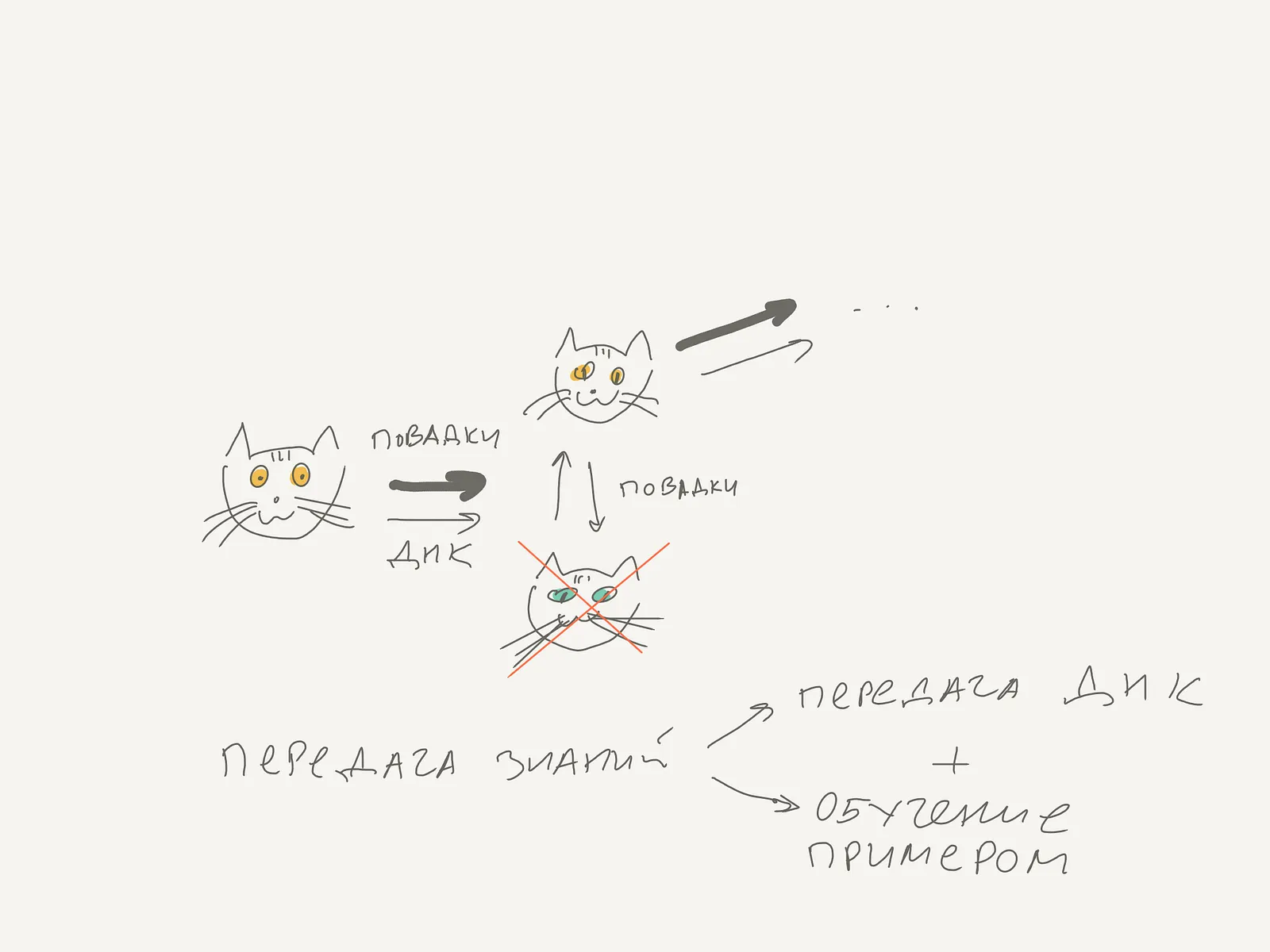 Наличие мозга позволяет учиться быстрее. Котят любят больше, чем бактерии. Они относительно умные.