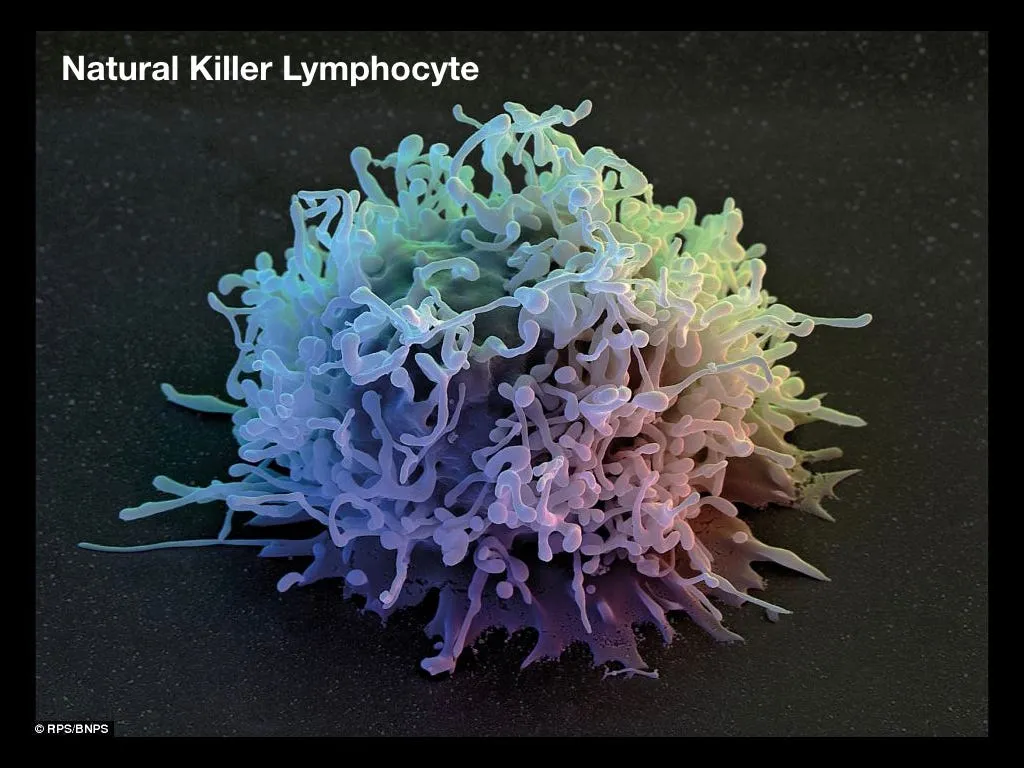 NK-cell. Цвета для красоты.